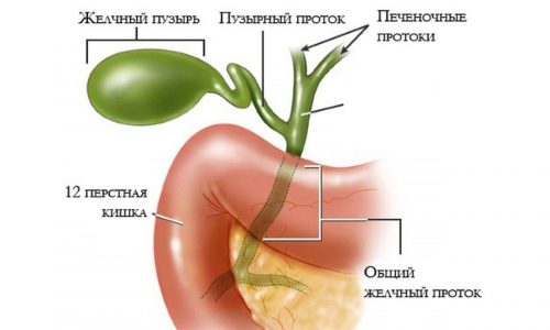Присутствие в поджелудочной железе желчи связано со сбоями в функционировании желчного пузыря