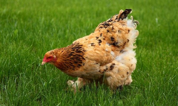 В период обострения блюда с куриной печенью нужно исключить из рациона