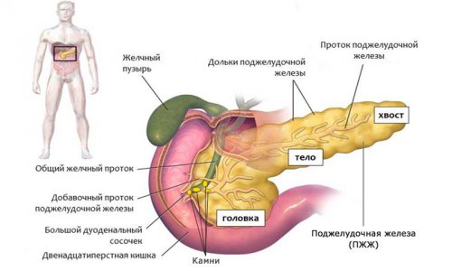 Со временем, если не принять соответствующих мер, ферменты могут разрушить не только поджелудочную, но прилегающие органы, ткани, сосуды.