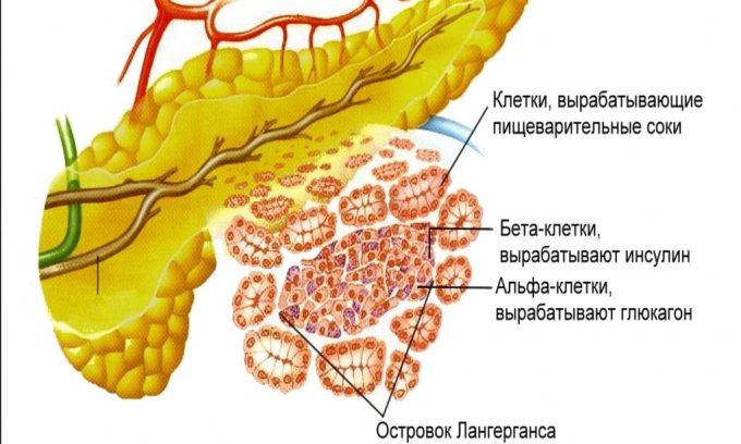 Поджелудочная железа выполняет две функции - пищеварительную и эндокринную