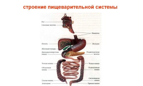 Диета должна быть направлена на улучшение работы органов пищеварения