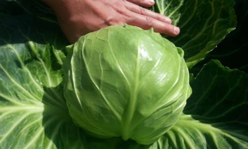 Люди думают, что от белокочанной капусты вреда быть не может. Но включать ее в меню больного панкреатитом и гастритом нельзя, так как этот овощ раздражает слизистые органов ЖКТ